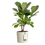 eden 30cm linnen wit